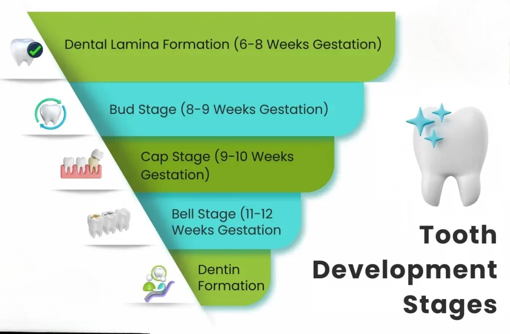 How Dental Care Changes Through Different Life Stages